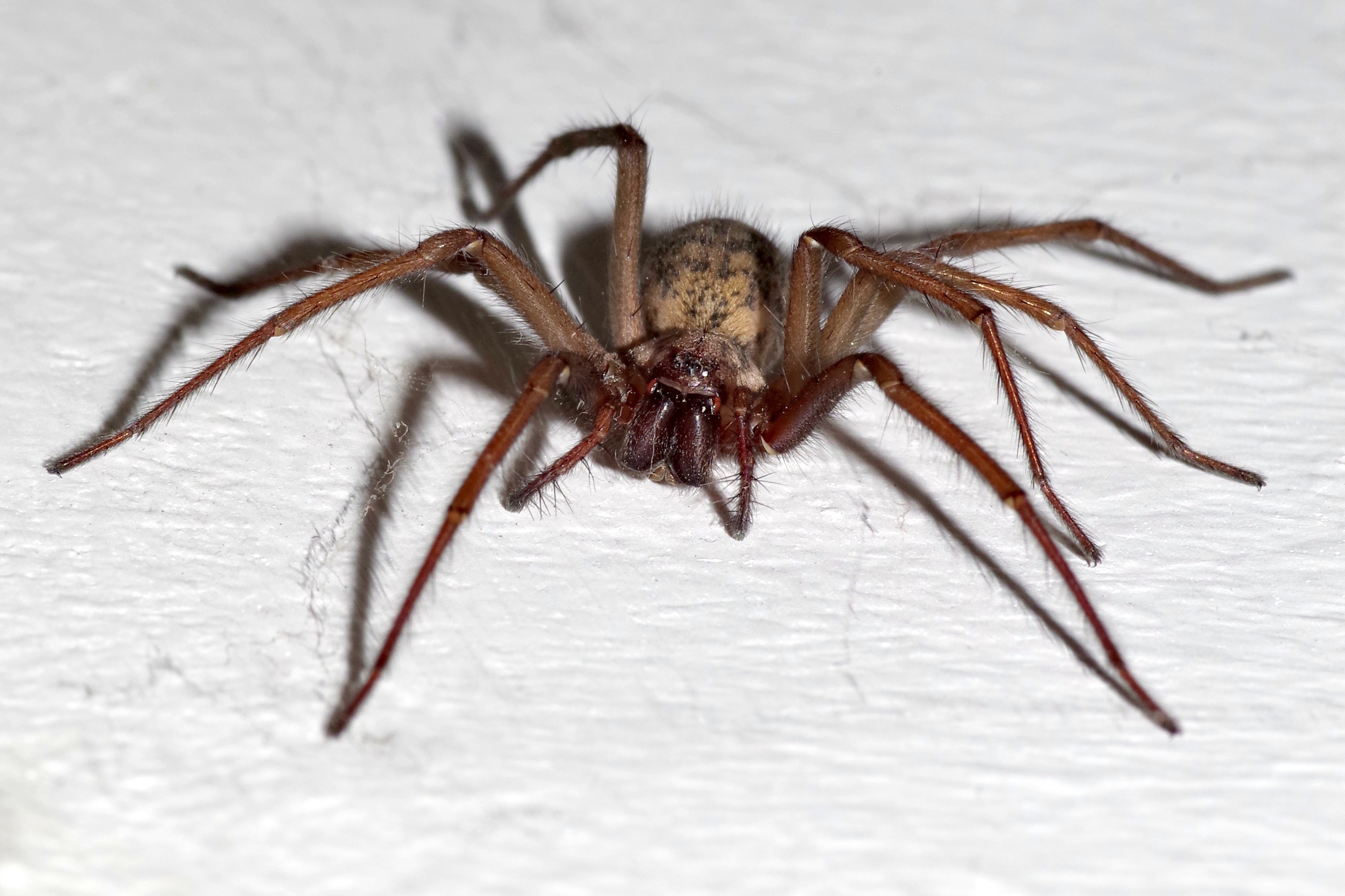 Araignée domestique sur un mur blanc