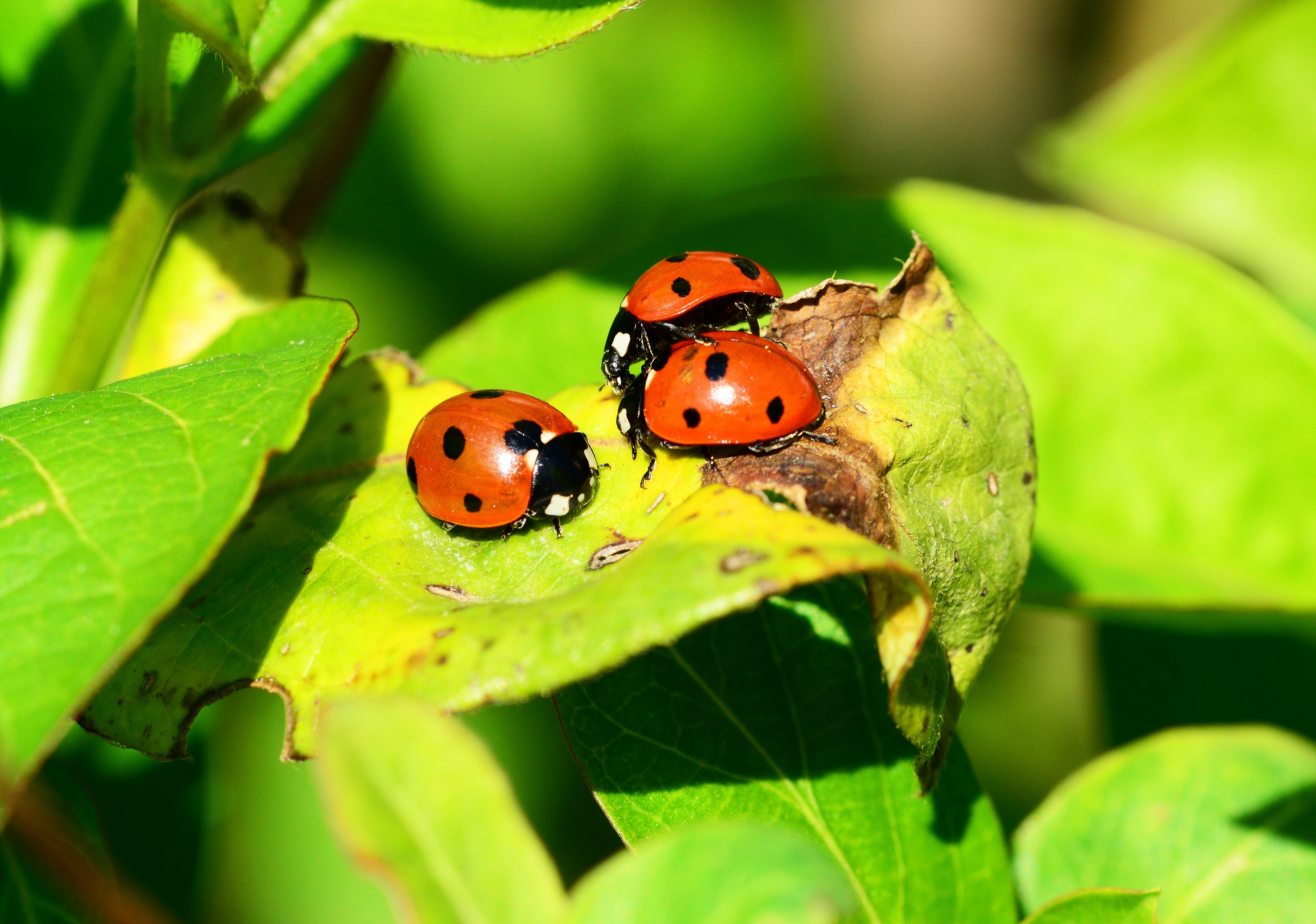 Coccinelles à sept points sur une feuille